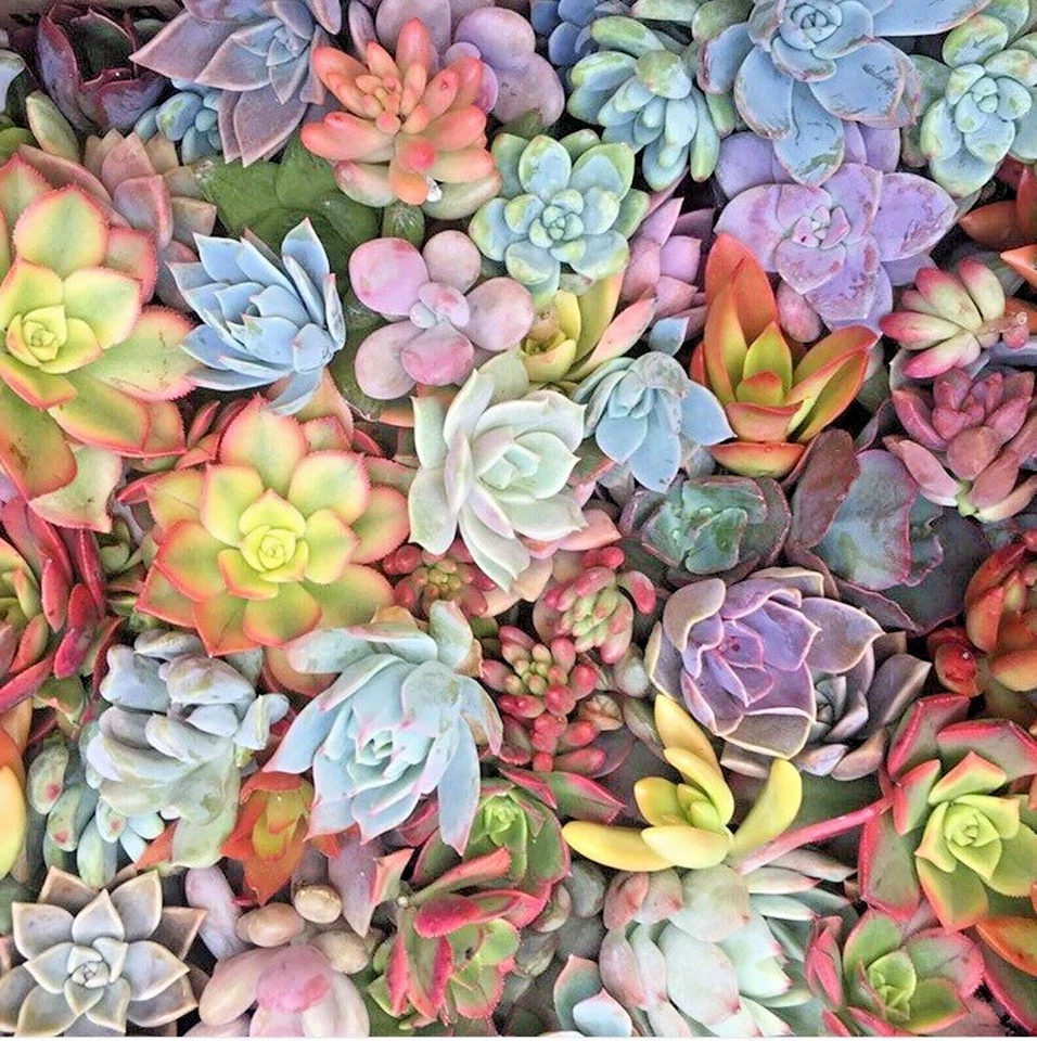 Succulents 15 MIXED 1-2" Live Unrooted Plant Cuttings - Image 1 of 1