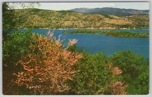 Clear Lake California Vintage Postcard Red Buds - Picture 1 of 2