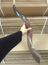 Shofar de cuerno de Kudu yemenita 28 '' - 31 '' Nuevo KOSHER hecho en JerusalÃ©n âœ¡De Israelâœ¡