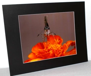 Foto farfalla su fiore 8" x 10" in 11" x 14" nero opaco firmata Kim Barry - Foto 1 di 5
