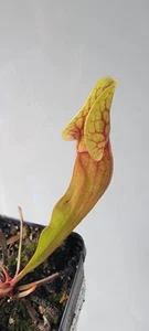 Sarracenia "Purpetrator" - Picture 1 of 9