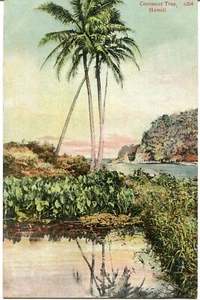 Coconut Tree Hawaii Postcard - Picture 1 of 12