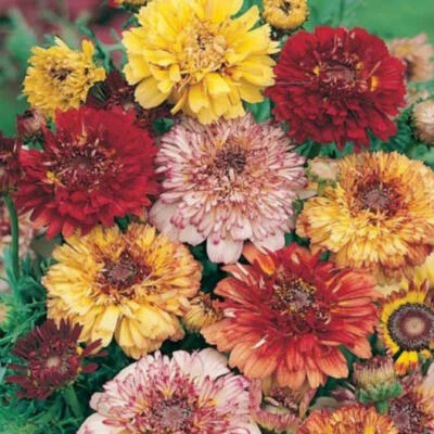 Painted Daisy DUNETTI MIX Heirloom Chrysanthemum Perennial Non-GMO 100 Seeds! - Image 1 of 4