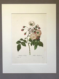 Vintage Pierre-Josephe Redouté Print in 14x18 Mat - Adelaide of Orleans Rose - Picture 1 of 2