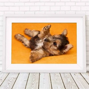 YORKSHIRE TERRIER PUPPY DOG - Poster Picture Print Sizes A5 to A0 *FREE DELIVERY - Bild 1 von 14
