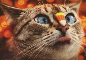 "Lick or Treat!" AVANTI HALLOWEEN CARD Tabby Cat with Candy Corn on Nose - Picture 1 of 2