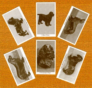 FIELD SPANIEL SET OF SIX NAMED DOG COLLECTABLE TRADE CARDS GREAT GIFT - Picture 1 of 1