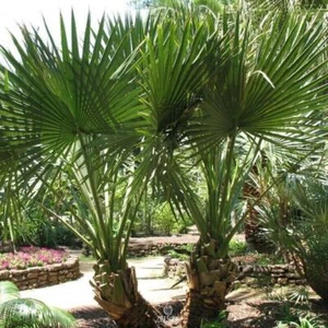 Palm tree Sabal minor 5 PCS fresh seeds, Dwarf palmetto seeds, Evergreen palm - Picture 1 of 8