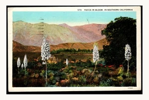 CALICALIFORNIA, YUCCA IN FIORE, ANNI '30, ALBERI - Foto 1 di 1