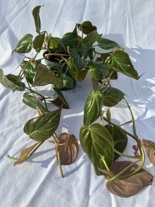 Micans Philodendron - Picture 1 of 5