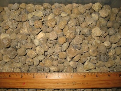 Devonian brachiopod Leiorhynchus fossil wholesale lot 25 for collections student - Image 1 of 4