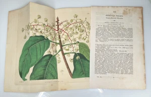 Corona Sterculia Balanghas 1817 Edwards Botanical #185 flor 9,75" x 11,75" - Imagen 1 de 3