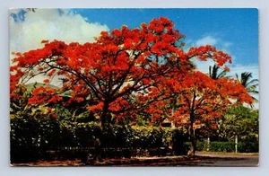 Royal Poinciana Postcard Hawaii C1132 Unposted - Bild 1 von 2
