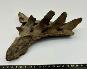 Ursus Spelaeus Cave Sacrum Vertebrae Fossil Altai Mount 20,000+ Y Museum Grade - Picture 1 of 2
