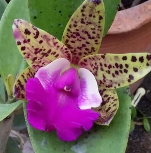 FPOrchids Cattleya Tosapol Spot X Cattleya aclandiae - Picture 1 of 5