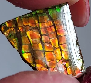 Piedra recubierta de amonita ammolita 18x16x4 mm 19288 - Imagen 1 de 5