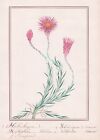Helipterum Eximium Botanik Pflanze plant botany Aquarell watercolor 1830