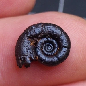 16 mm Amonita Hematita Marruecos Jurásico Fósil Amonitas 2282 - Imagen 1 de 9