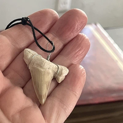 NWOT SHARK WEEK  LG Shark Tooth Fossil Necklace  Adjustable Black Cord Jewelry  - Image 1 of 4