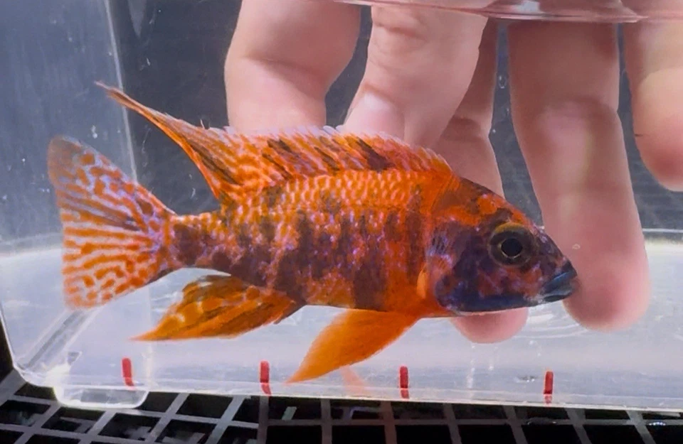 “Fire OB Peacock Cichlid – Show Quality Male African Cichlid – Rare Live Fish” - Image 1 of 1