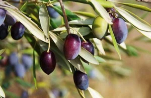 10 CANINO OLIVE TREE Olea Europaea Edible European Common Green Black Fruit Seed - Picture 1 of 16