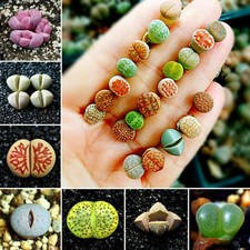 50X Semillas Raras Mixtas de Lithops Piedras Vivas Suculentas-Cactus Granel L3M5