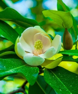 Sweetbay Magnolia (Magnolia virginiana) – Live Tree in Gallon Pot (18-20" Tall) - Picture 1 of 6
