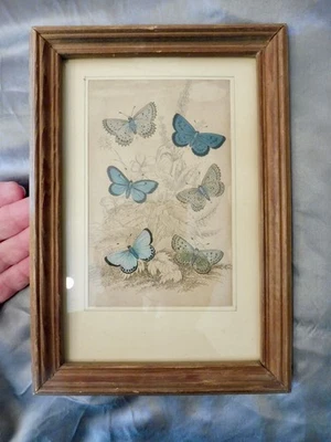 Handkolorierte Lithografie Schmetterlinge - Bild 1 von 2