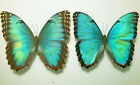 MORPHO HELENOR PELEIDES*****special form pair Nr. 2*****Colombia
