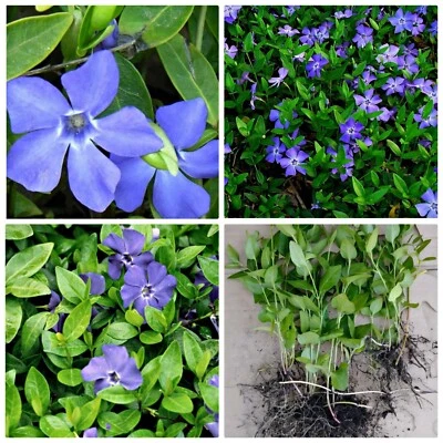 Large Leaf Periwinkle (Vinca) 25 Plants - Image 1 of 4