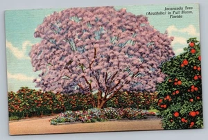 c1930 Jacaranda Tree In Full Bloom Florida FL Linen Vintage Postcard - Picture 1 of 2