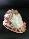 Conch Shell With Hand Carved Cameo - Fi Hg