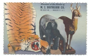 BROOKLYN NY - M.J. HOFMANN TAXIDERMY Studio 1944 Linen AD Postcard - Picture 1 of 2
