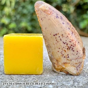 Deltadromeus agilis raptor dinosaur tooth fossil | cretaceous kem kem morocco | - Picture 1 of 1