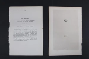 Aves, nidos, huevos, F.O.Morris, 1875 - Imagen 1 de 4