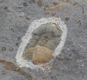 Trilobit, Ectillaenus giganteus, Ordovizium, Ciudad Real, Spanien - c104 - Picture 1 of 4