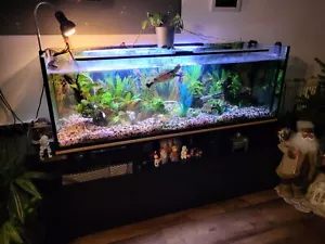 aquarium 450 Liter Komplett + Schildkröte Und Fisch - Bild 1 von 9