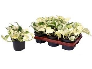 Epipremnum Happy Leaf  ca. 20 cm Efeutute Rankpflanze Hängepflanze Zimmerpflanze - Bild 1 von 1