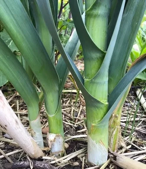 Leek - Delft Perpetual Seeds x 50 AVAILABLE to WA NOT TAS/NT - image 1 of 2