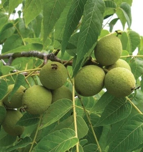 Black Walnut Tree Live Juglans Nigra Plant Outdoor Garden - Picture 1 of 9