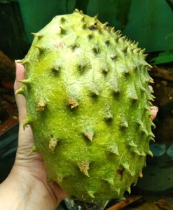 100+ Bali Soursop Seedss (Annona muricata) Sweet Soursop - Picture 1 of 8