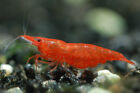 BLOODY MARY SHRIMPS LIVE TROPICAL FRESHWATER CHERRY SHRIMP