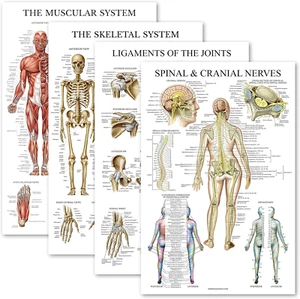 Palace Learning 4 Pack - Anatomical Poster Set - Laminated - Muscular, Skeletal, - Picture 1 of 12
