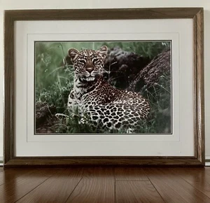 Thomas Mangelsen "African Nightfall" Leopard Signed Numbered Photograpic Print - Picture 1 of 6