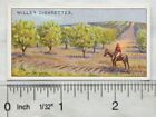 1915 Wills Overseas Dominions Australia No. 23 A Orchard, South Queensland