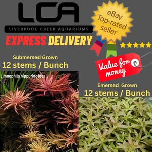 LCA - Limnophila hippuroides Aquarium Plants Fertiliser Pond Shrimp Fish Tank - Picture 1 of 3