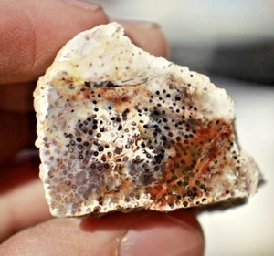 Nephi Palm • Palmoxylon hebberttii •  46 g/1.6oz. - Picture 1 of 6