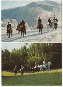 FIRENZUOLA - FIRENZE - TURISMO EQUESTRE - CAVALLI - VIAGG. -98564- - Picture 1 of 1