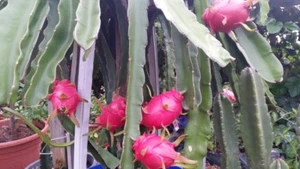 RED Dragon fruit 4x Premium CUTTINGS from mature,fruiting plants. - Picture 1 of 2