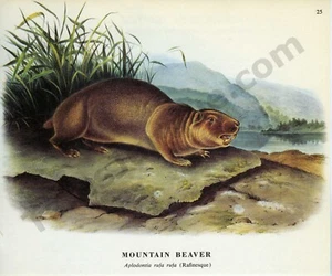 1968 John James & John Woodhouse Audubon MOUNTAIN BEAVER pagina art libro (1418) - Foto 1 di 1